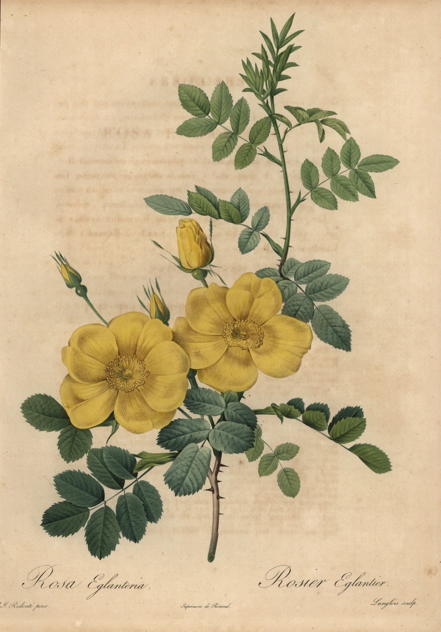 Gelbe Rose von Pierre Joseph Redouté