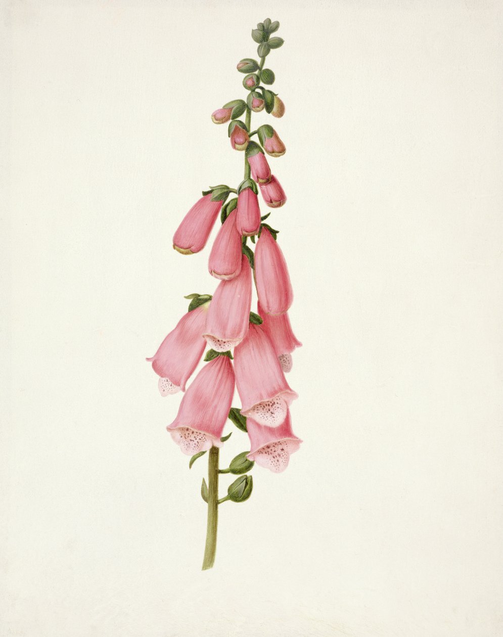 PD.101-1973f.50 Fingerhut (Digitalis purpura) von Pieter Withoos