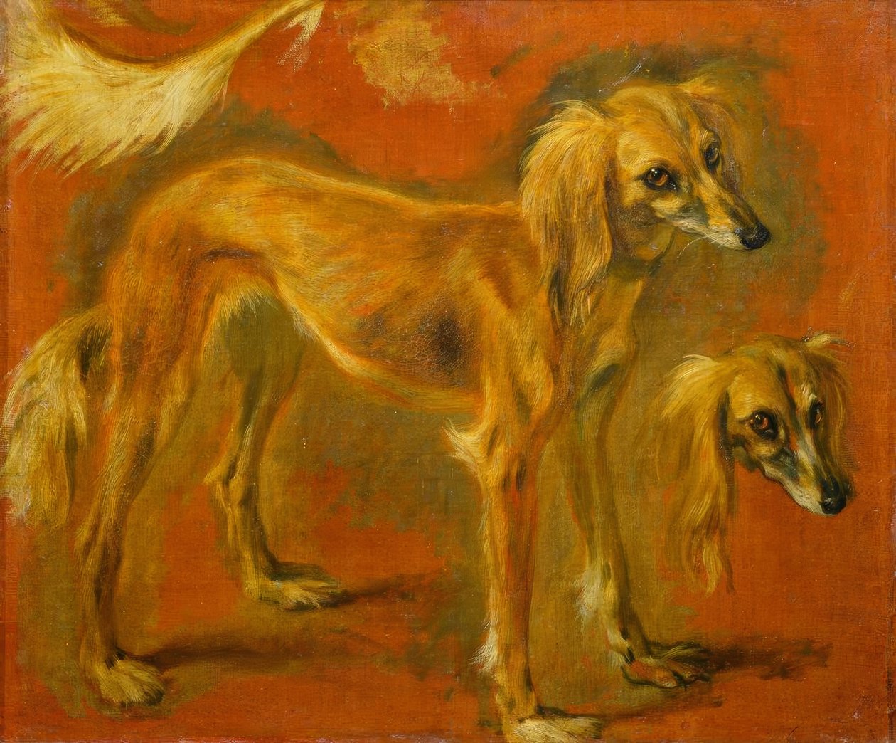 Zwei Studien eines Windhundes von Pieter or Peter Boel
