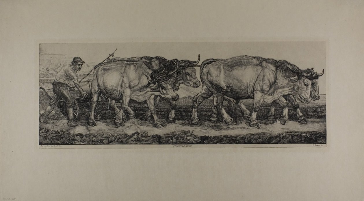 Pflügende Ochsen von Pieter Dupont
