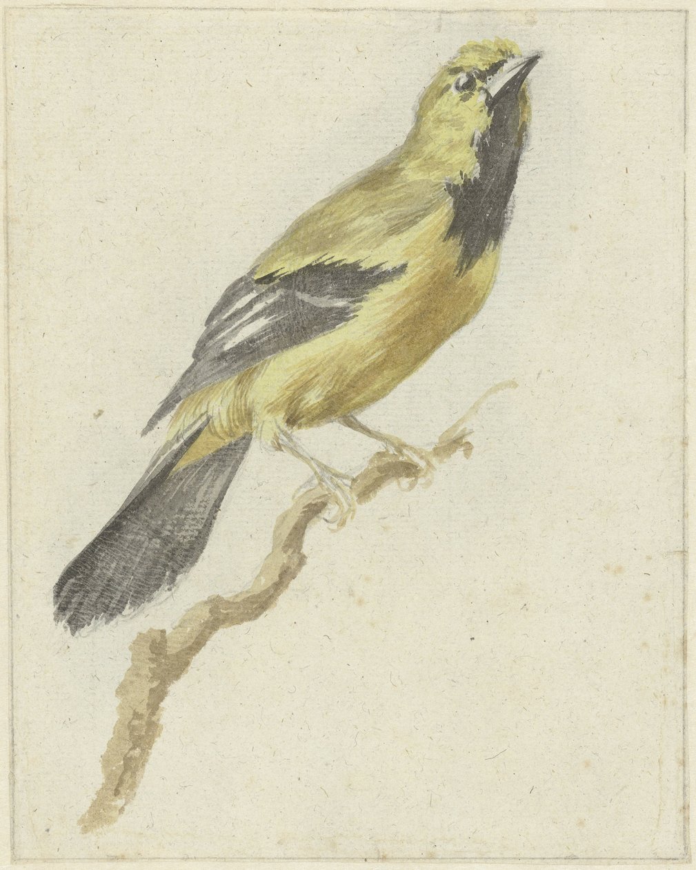 Gelber Trupial (Icterus nigrogularis) von Pieter Gevers