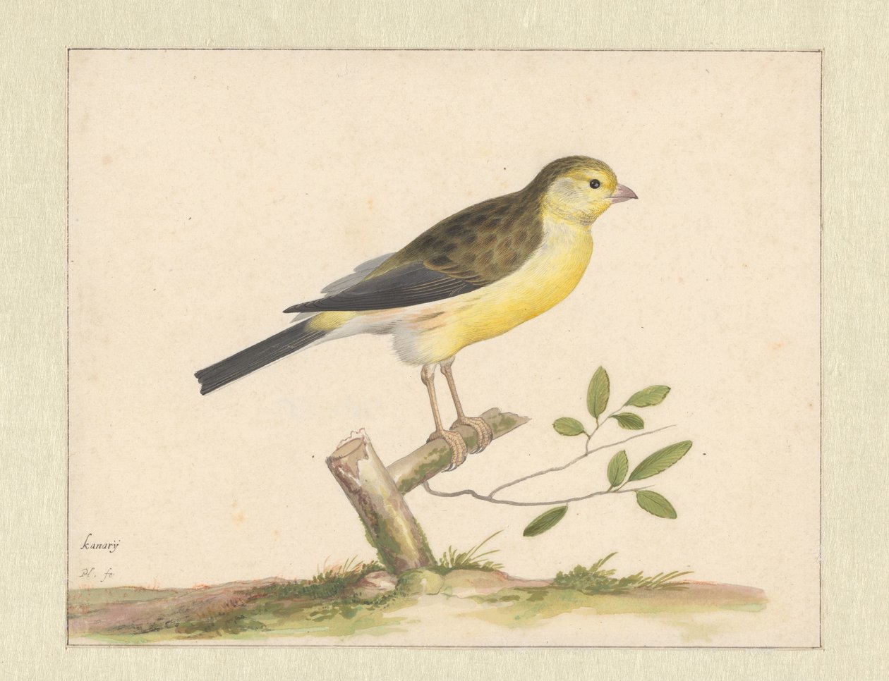 Wilde Kanarienvogel von Pieter Holsteyn (I)