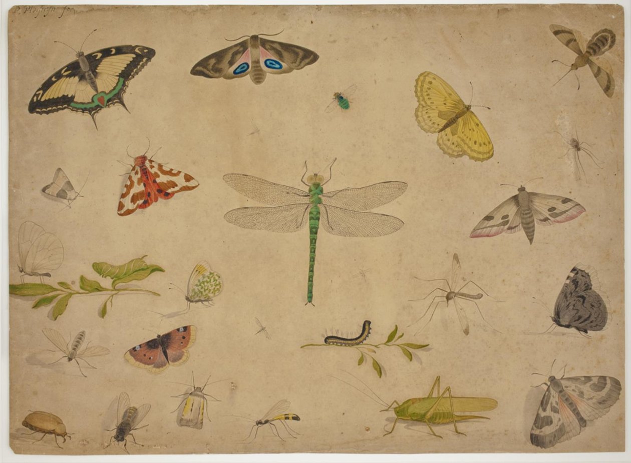26 Insekten von Pieter I Holsteijn