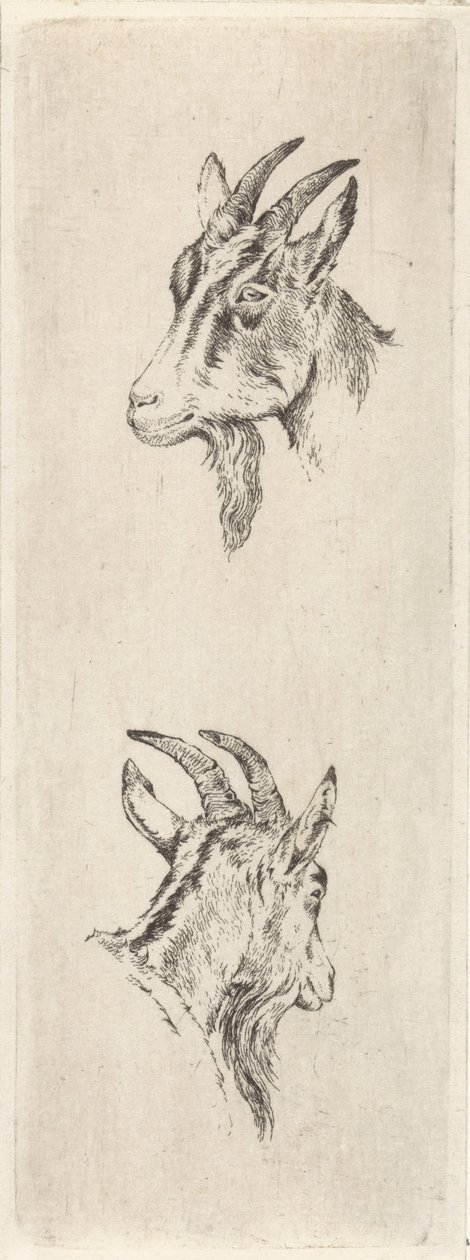 Ziegenkopf von Pieter Janson