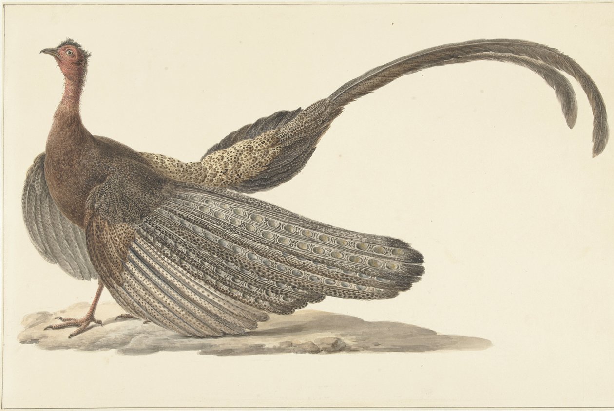 Argusfasan von Pieter Pietersz. Barbiers