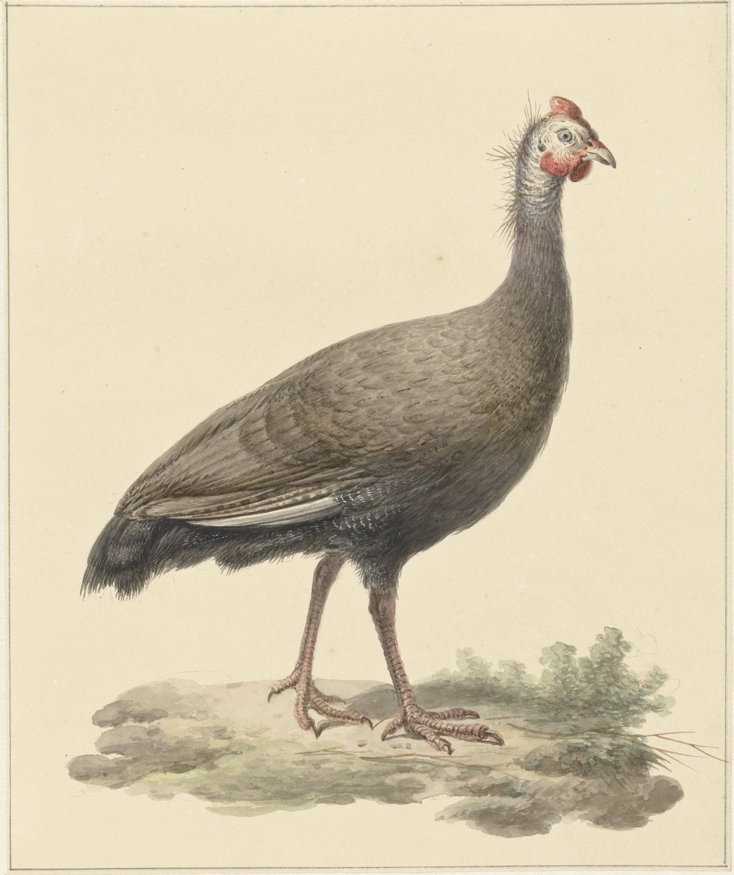 Helmperlhuhn von Pieter Pietersz. Barbiers