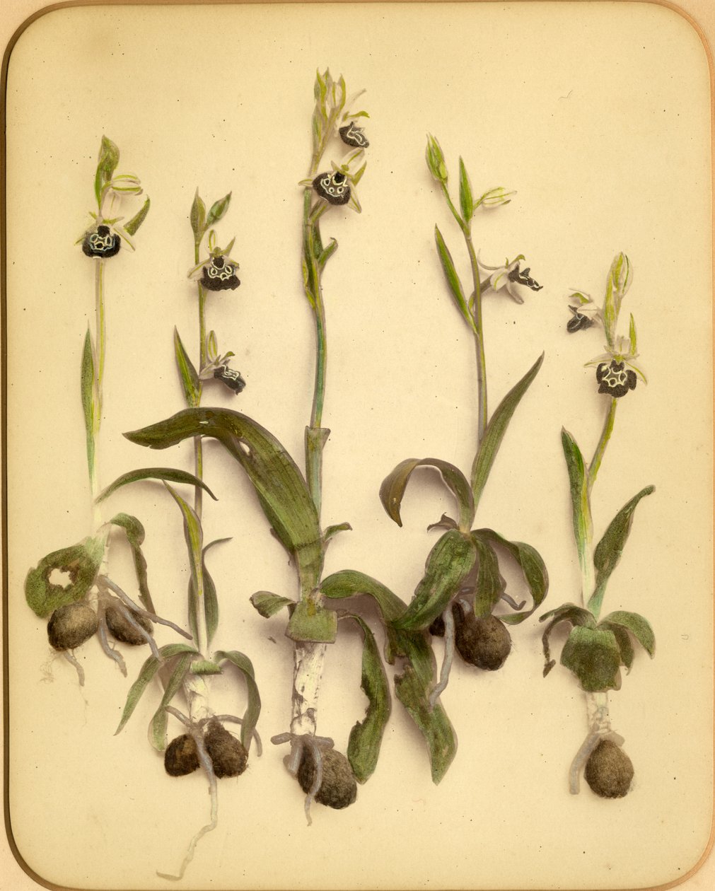 Wilde Orchidee, 1870er Jahre von Pietro Guidi