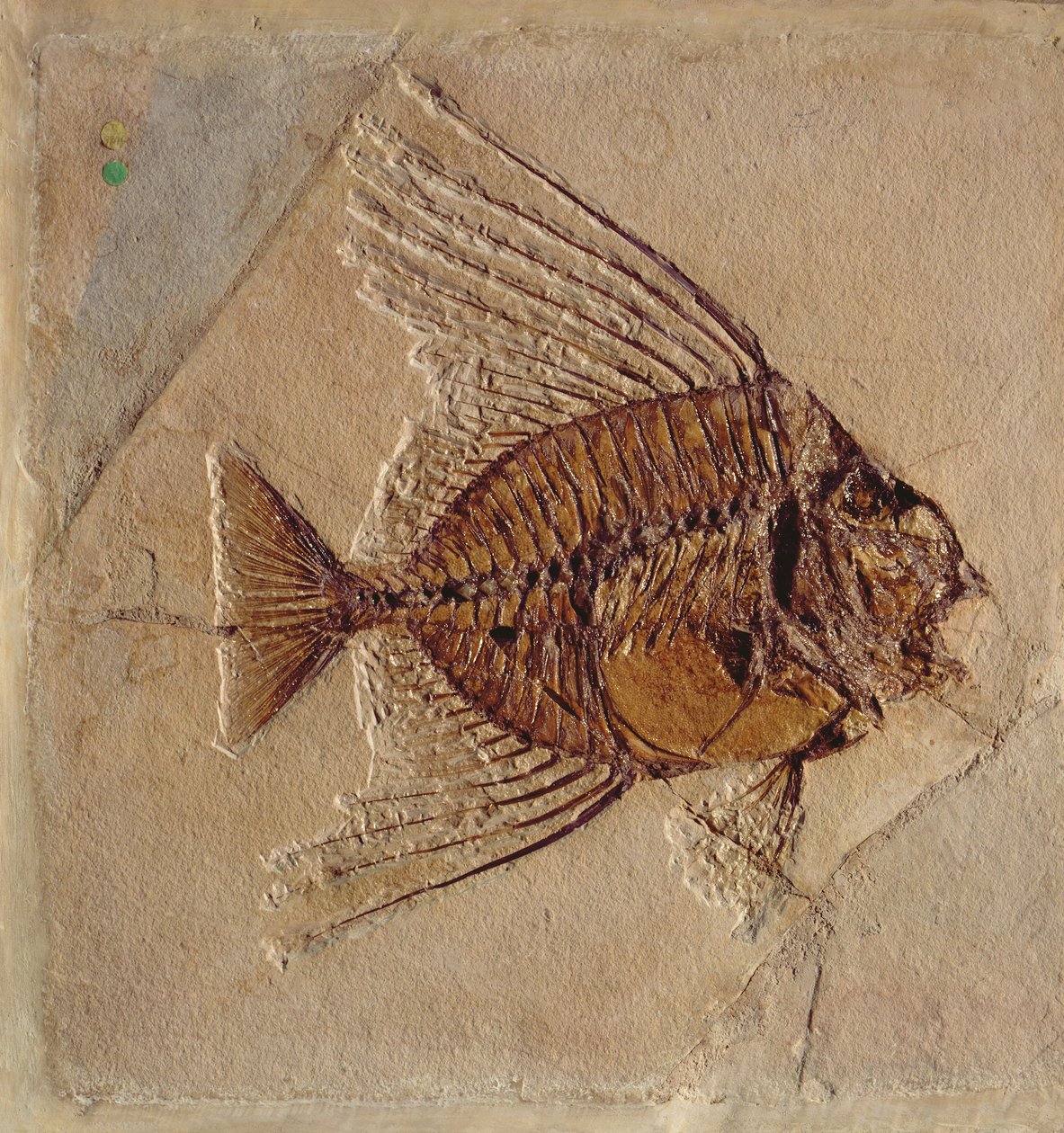 Fisch (Fossil) von Prehistoric