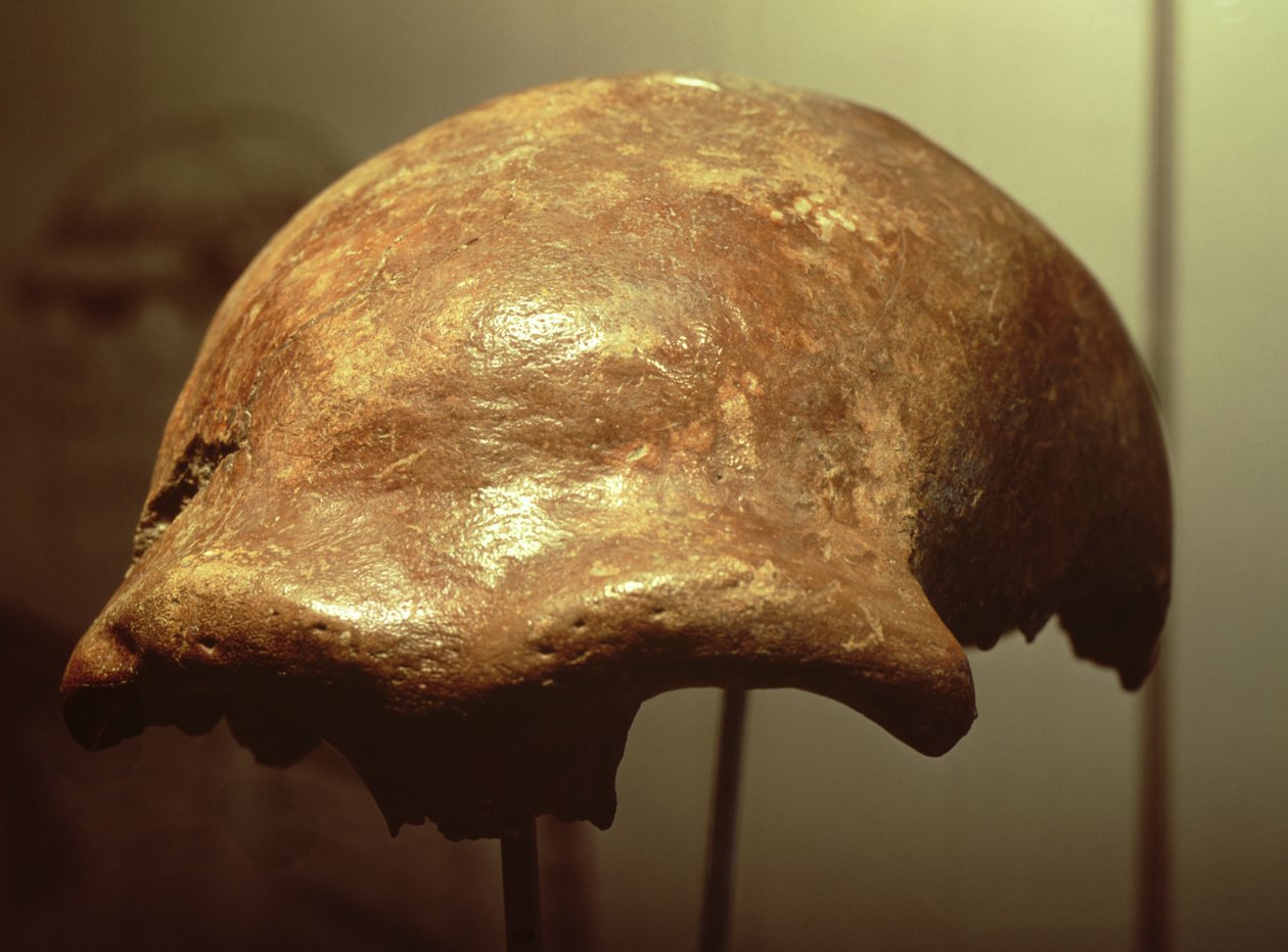 Schädel eines Neandertalers von Prehistoric