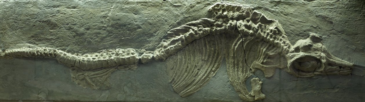 Ichthyosaurier-Fossil, Jura (Lias) Periode von Prehistoric Prehistoric