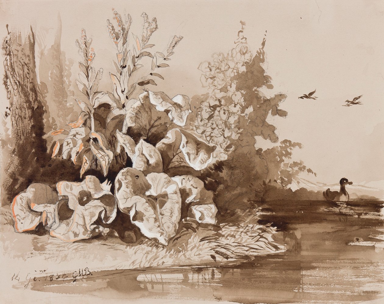 Studie von Pflanzen an einem Bach mit Enten, mit Ergänzungen eines Lehrers, 1856 von Prince Gaetano Maria Federico di Borbone