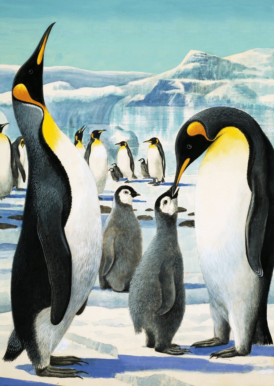 Königspinguin von R.B. Davis