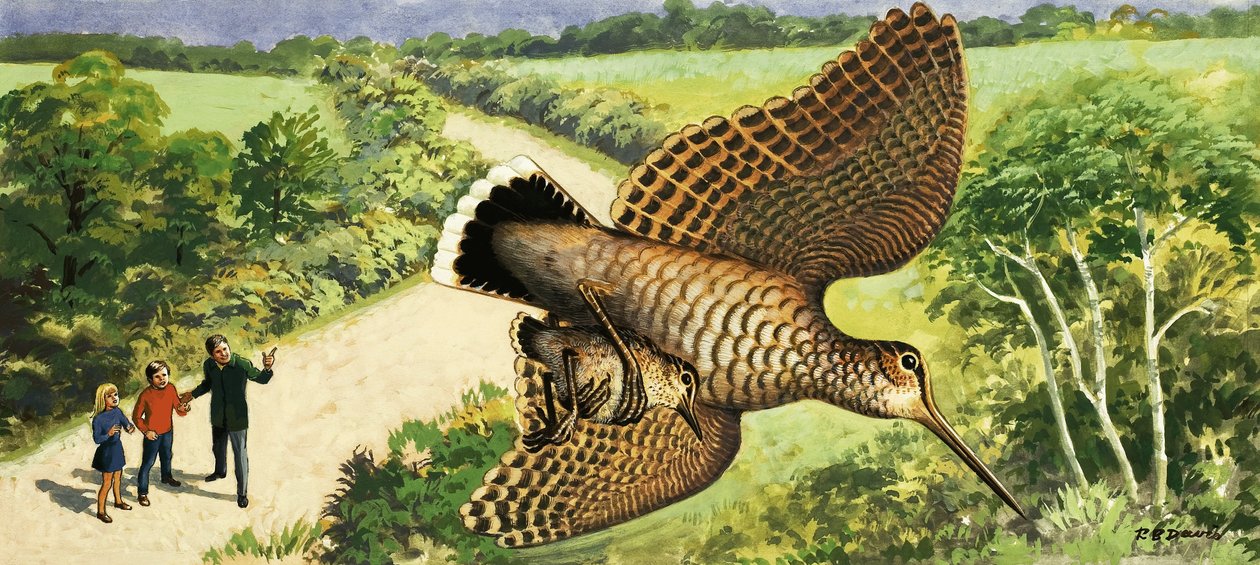 Naturbetrachtung: Der Waldschnepfe von R.B. Davis