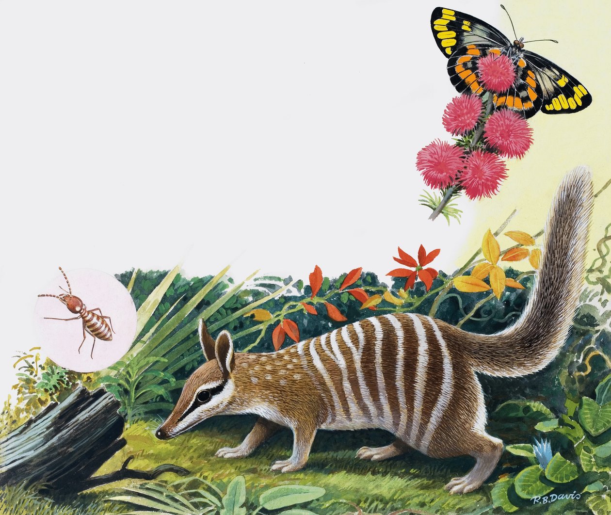 Numbat von R.B. Davis