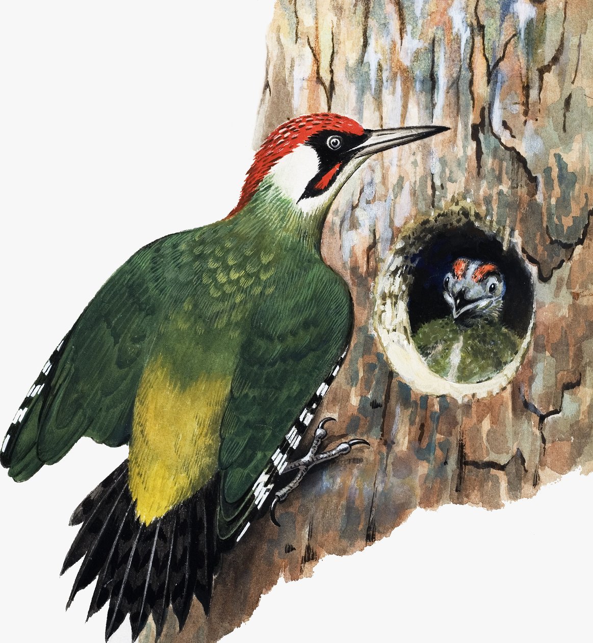 Specht und Küken von R.B. Davis