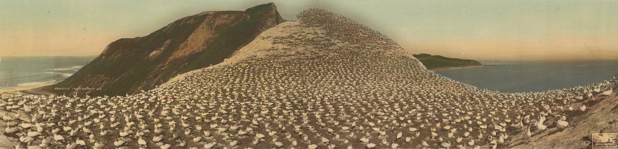 Tölpel, Cape Kidnappers, N.Z. von R. P. Moore