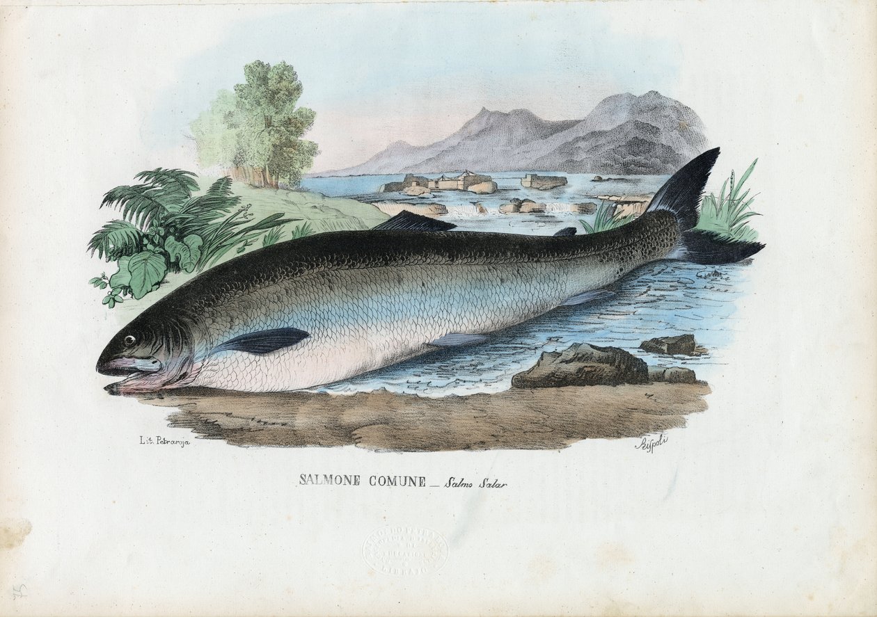 Atlantischer Lachs, 1863-79 von Raimundo Petraroja