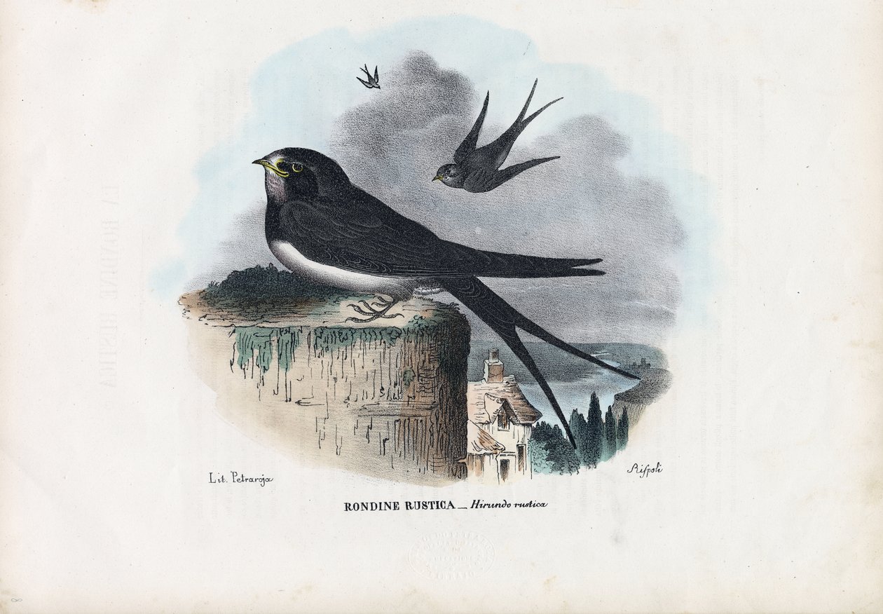 Rauchschwalbe, 1863-79 von Raimundo Petraroja