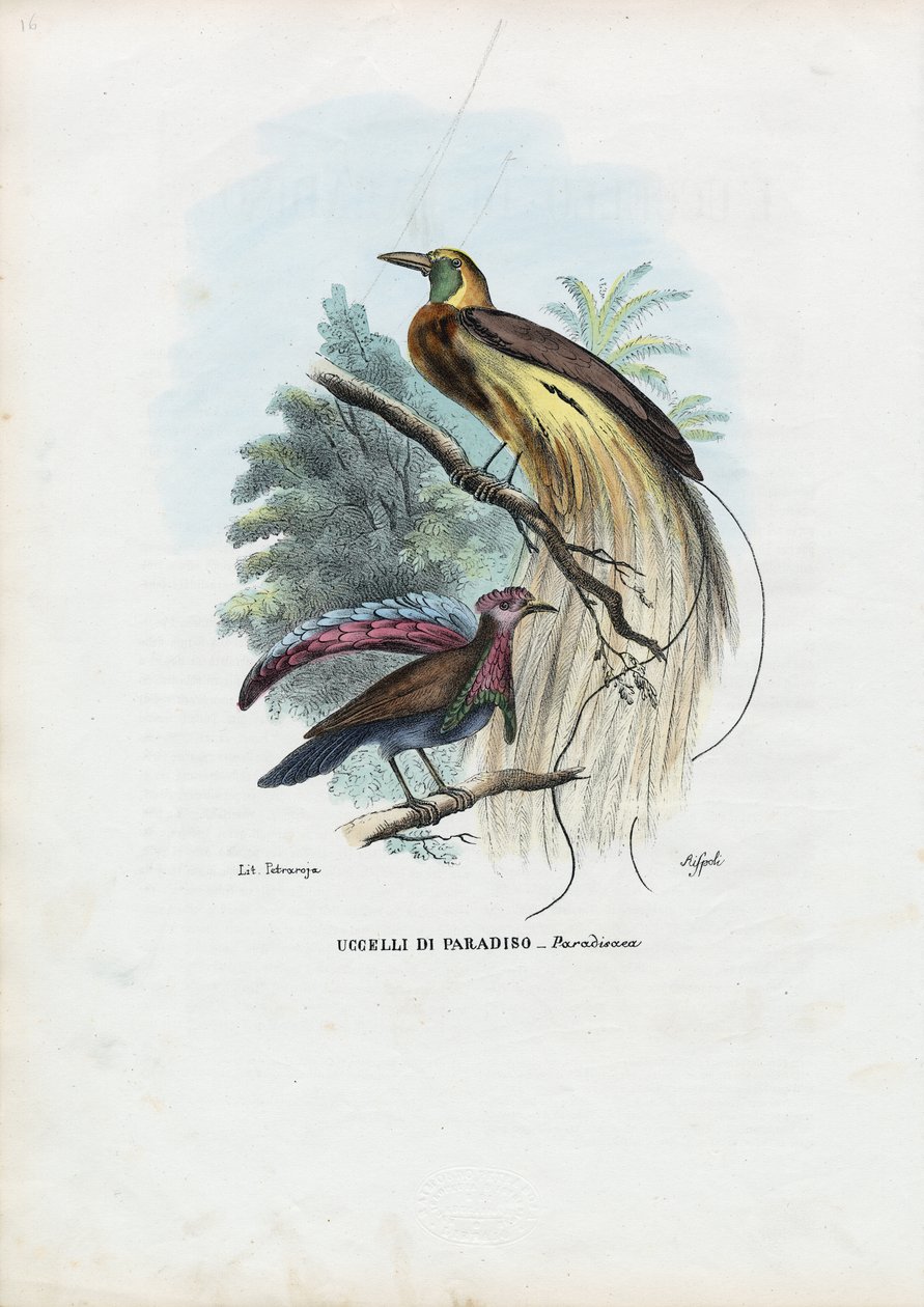 Paradiesvogel, 1863-79 von Raimundo Petraroja