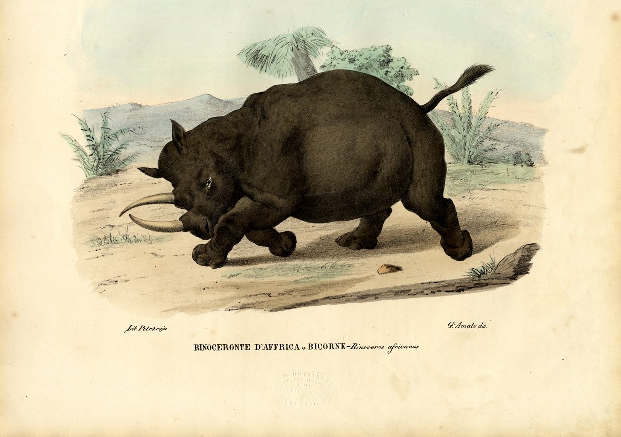 Schwarzes Nashorn, 1863-79 von Raimundo Petraroja