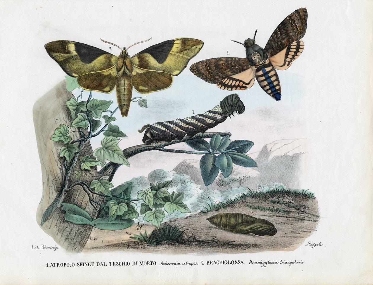 Schmetterlinge, 1863-79 von Raimundo Petraroja