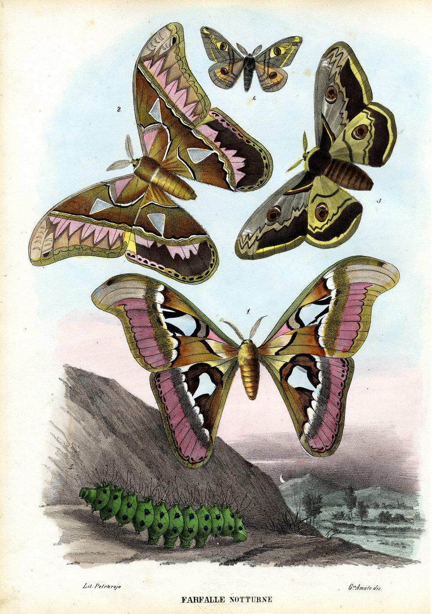 Schmetterlinge, 1863-79 von Raimundo Petraroja