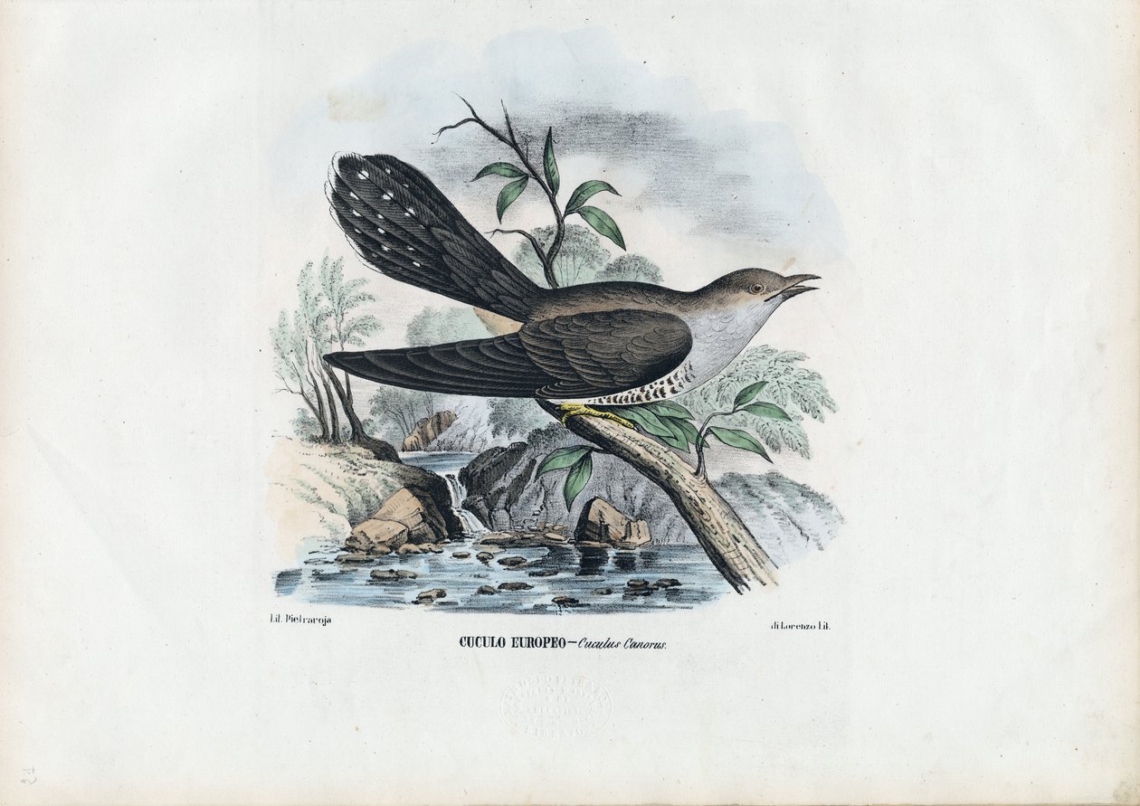 Kuckuck, 1863-79 von Raimundo Petraroja