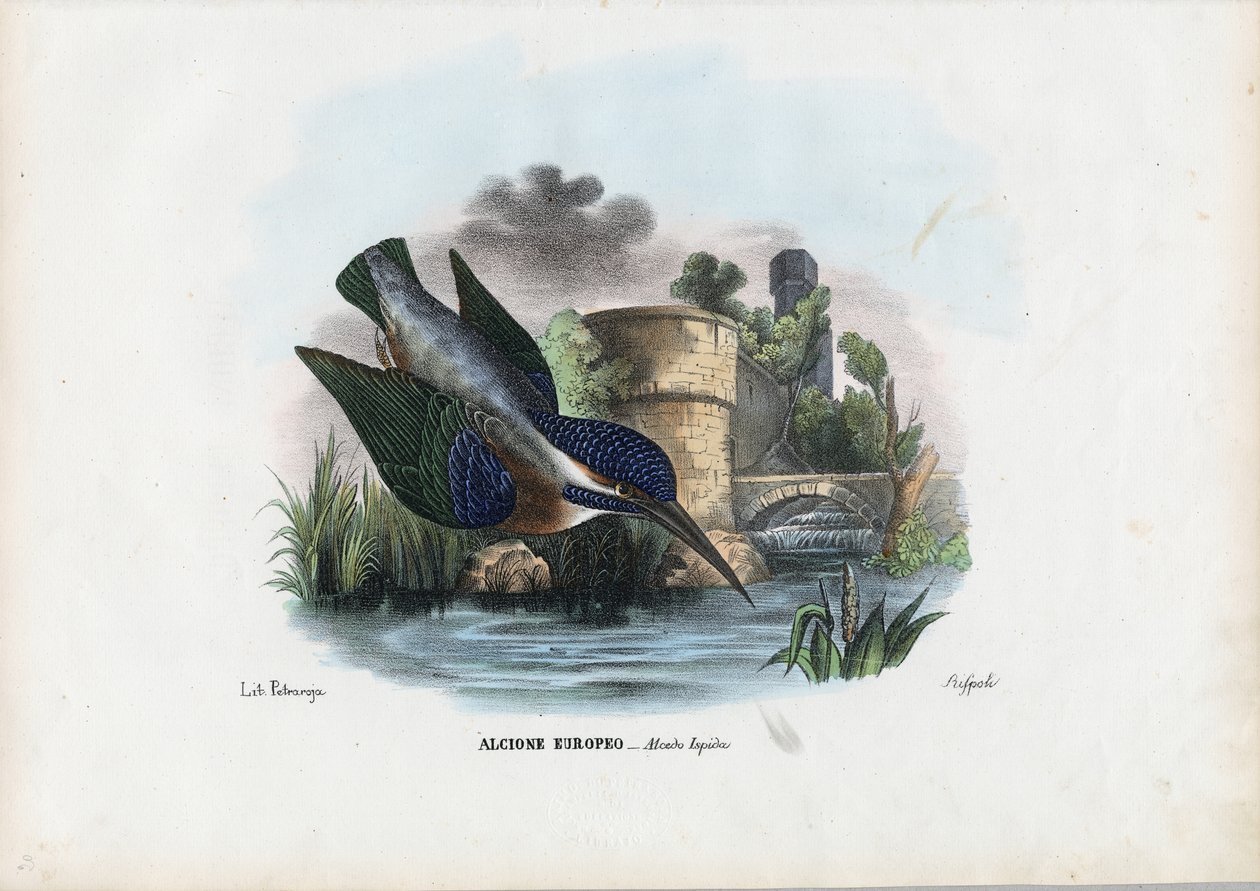 Eisvogel, 1863-79 von Raimundo Petraroja