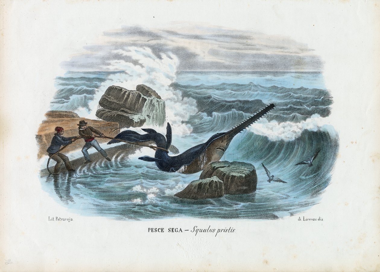 Gewöhnlicher Sägefisch, 1863-79 von Raimundo Petraroja