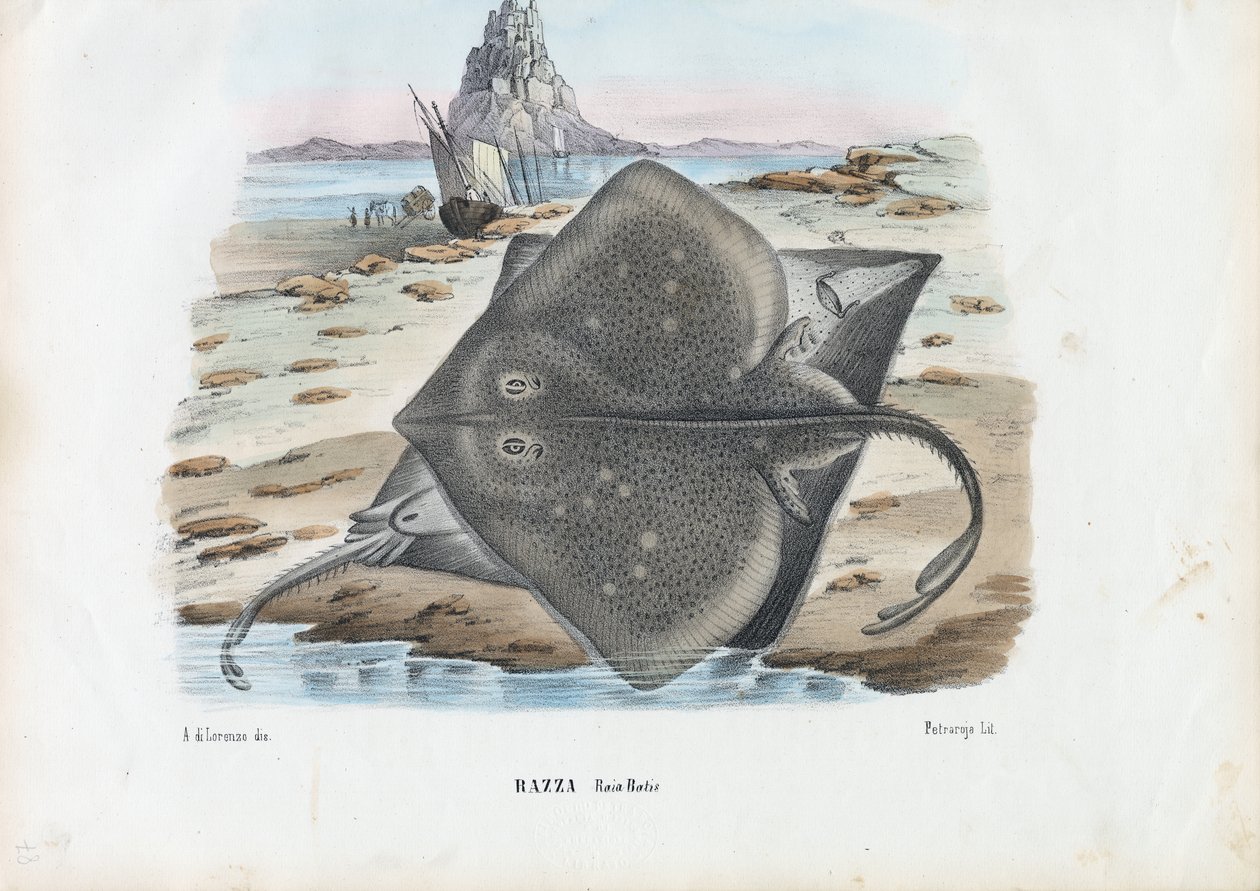 Gewöhnlicher Rochen, 1863-79 von Raimundo Petraroja
