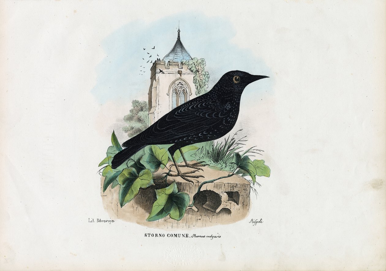 Gemeiner Star, 1863-79 von Raimundo Petraroja