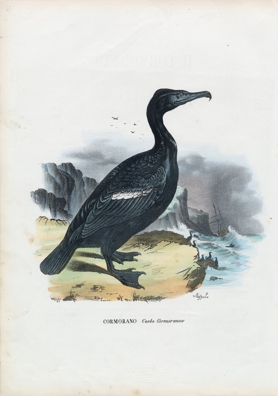 Kormoran, 1863-79 von Raimundo Petraroja