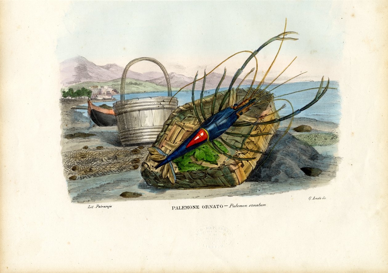 Krustentiere, 1863-79 von Raimundo Petraroja