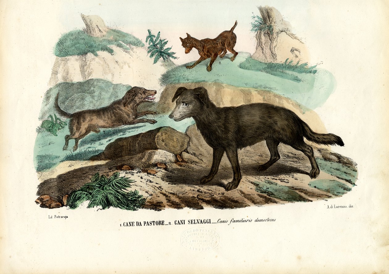 Hunde, 1863-79 von Raimundo Petraroja