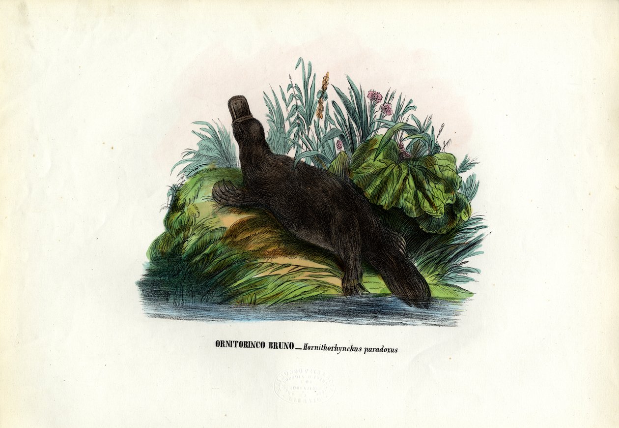 Schnabeltier, 1863-79 von Raimundo Petraroja