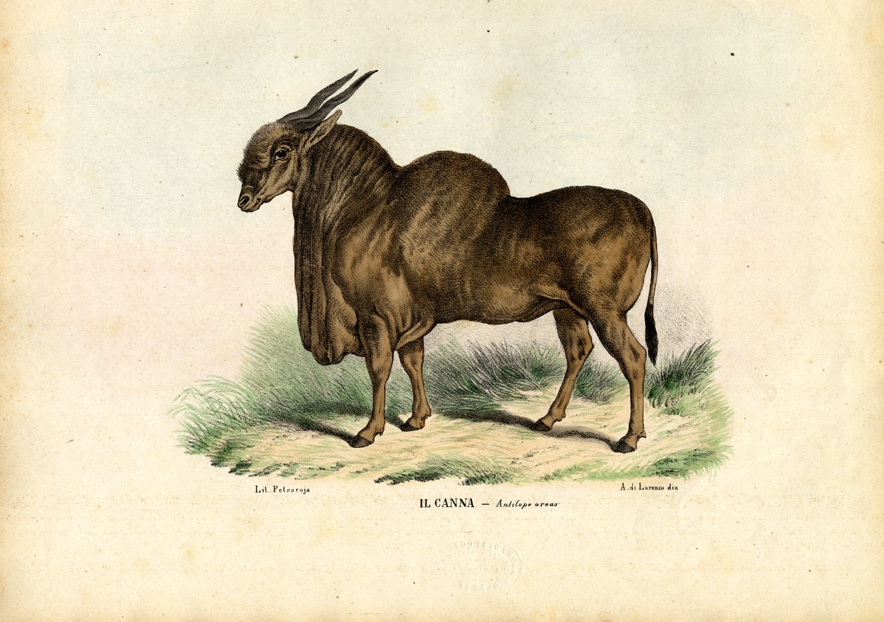 Eland, 1863-79 von Raimundo Petraroja