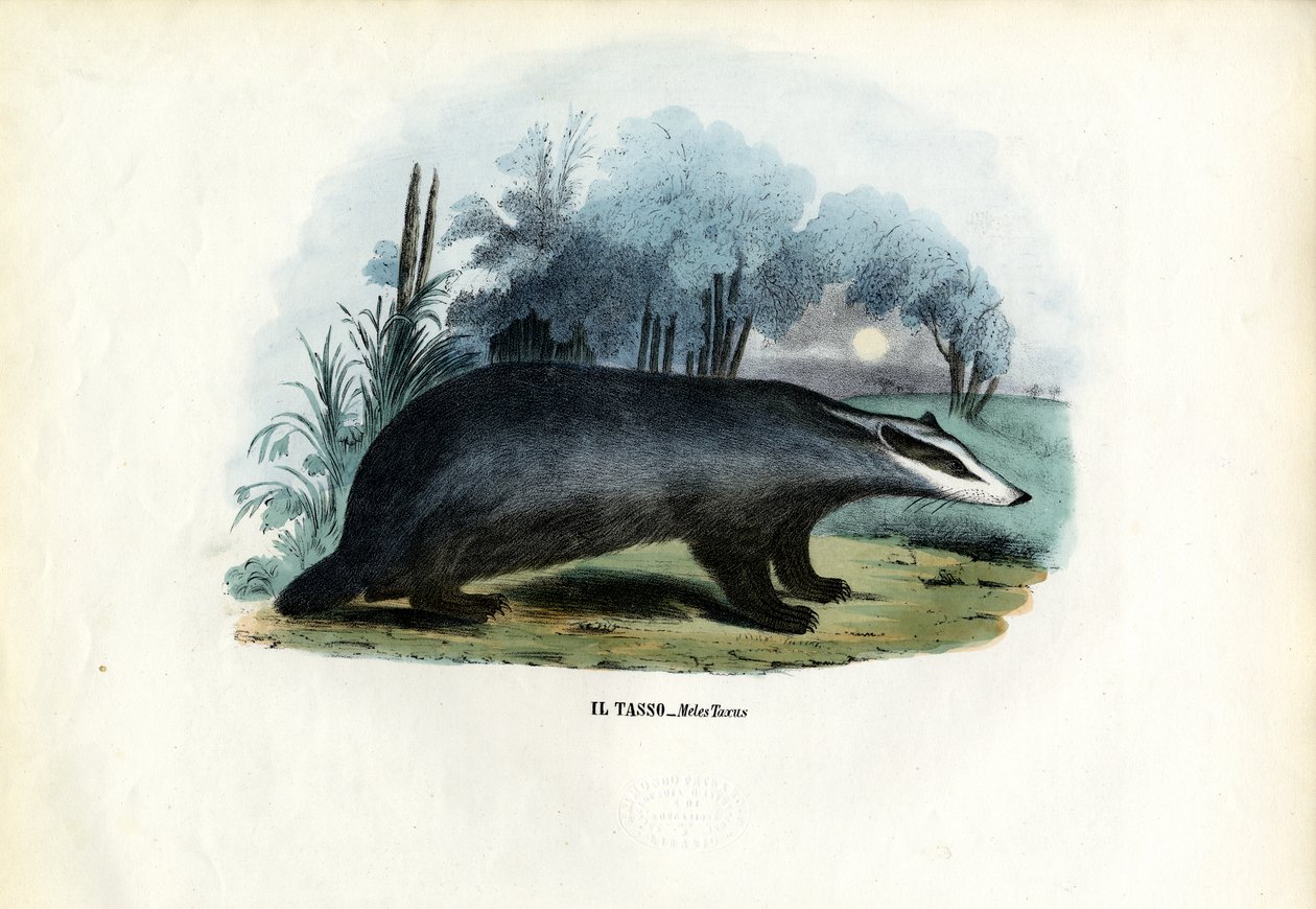 Europäischer Dachs, 1863-79 von Raimundo Petraroja