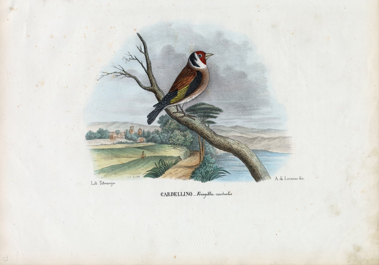 Europäischer Stieglitz, 1863-79 von Raimundo Petraroja