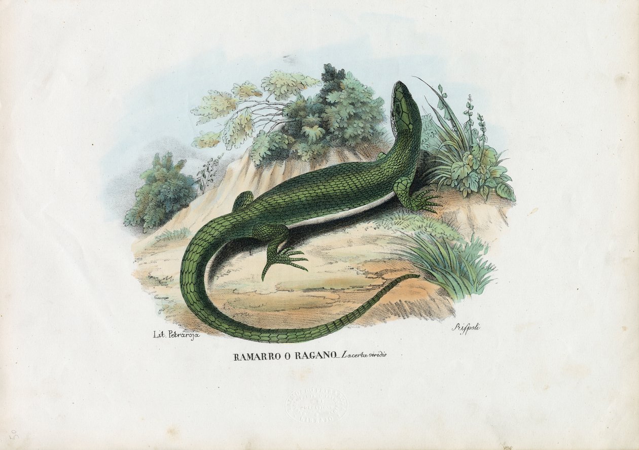 Europäische Smaragdeidechse, 1863-79 von Raimundo Petraroja