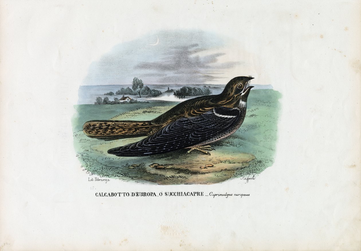 Europäischer Ziegenmelker, 1863-79 von Raimundo Petraroja