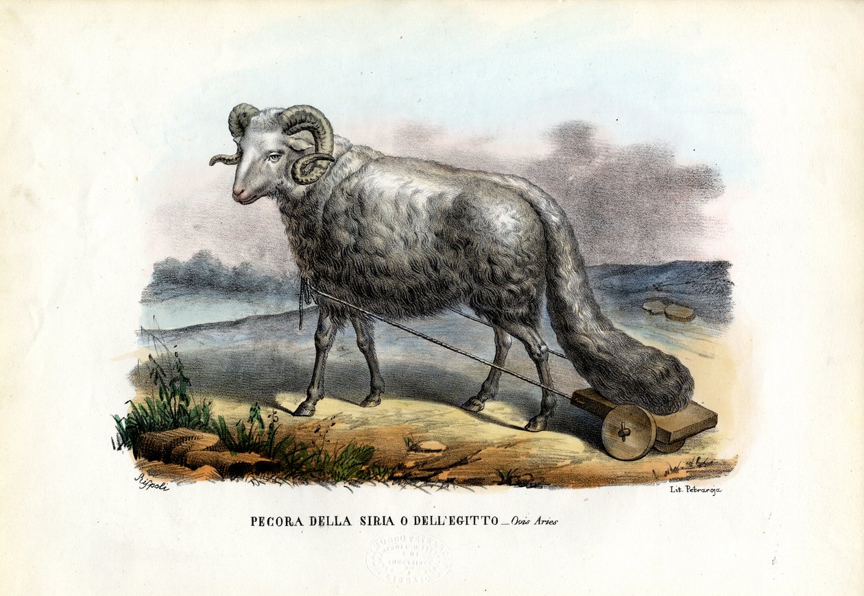 Fettschwanzschaf, 1863-79 von Raimundo Petraroja