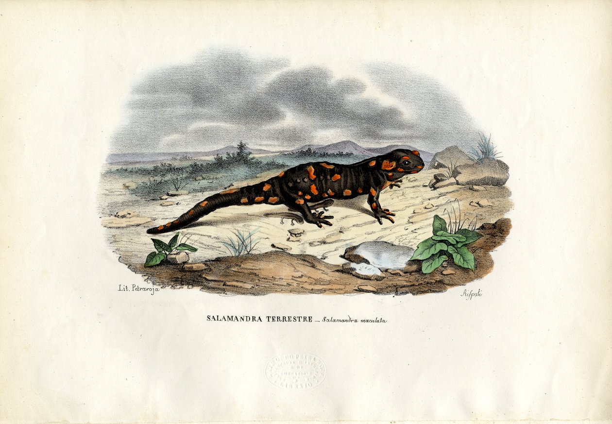 Feuersalamander, 1863-79 von Raimundo Petraroja