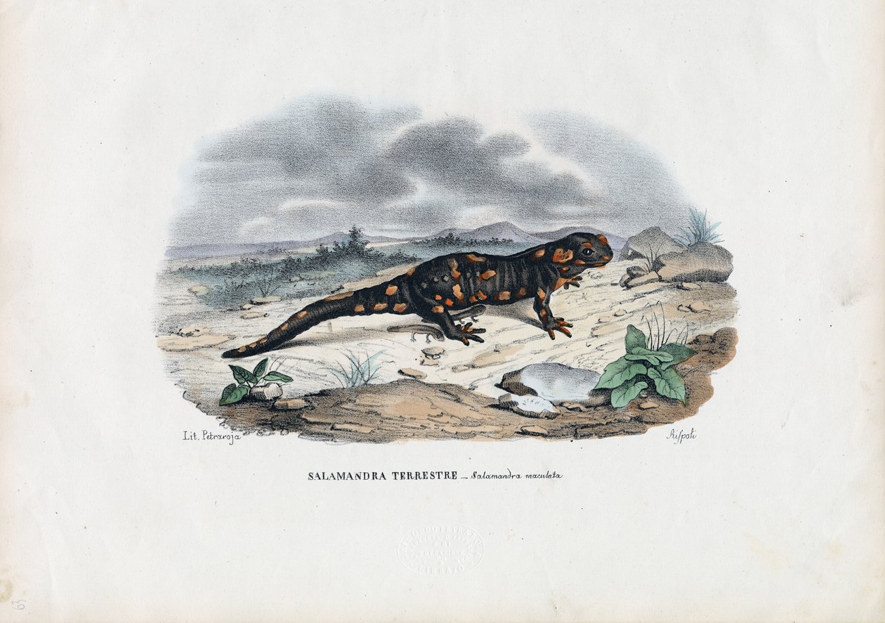 Feuersalamander, 1863-79 von Raimundo Petraroja