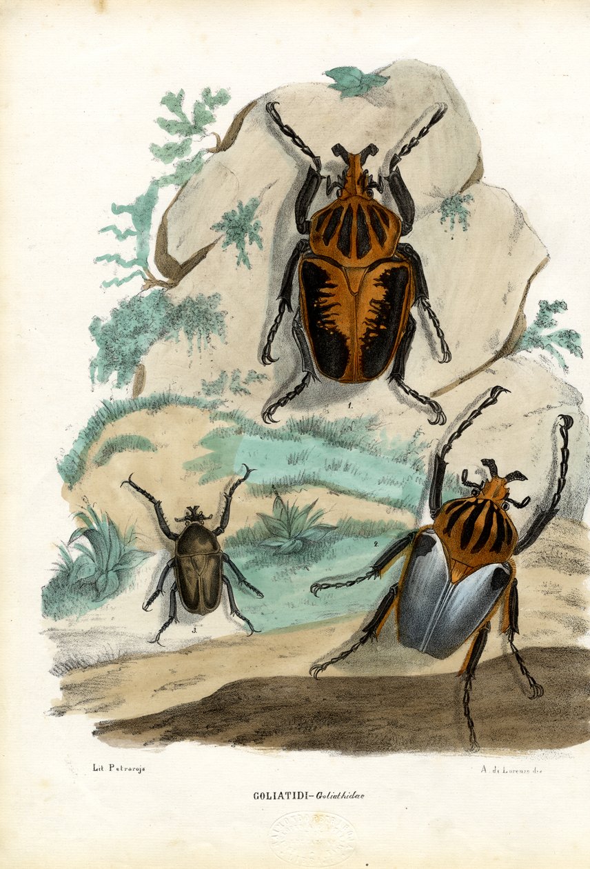 Goliathkäfer, 1863-79 von Raimundo Petraroja