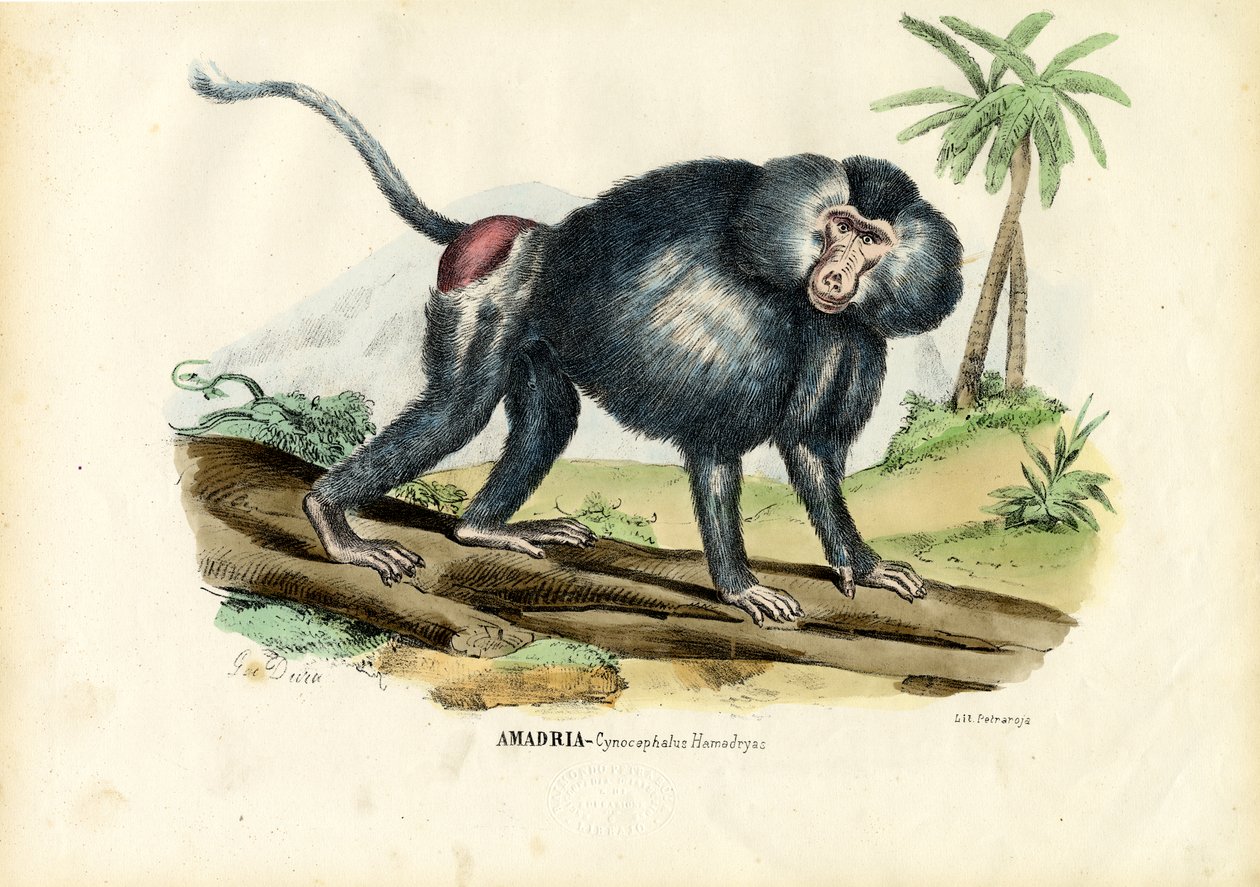 Grauer Pavian, 1863-79 von Raimundo Petraroja