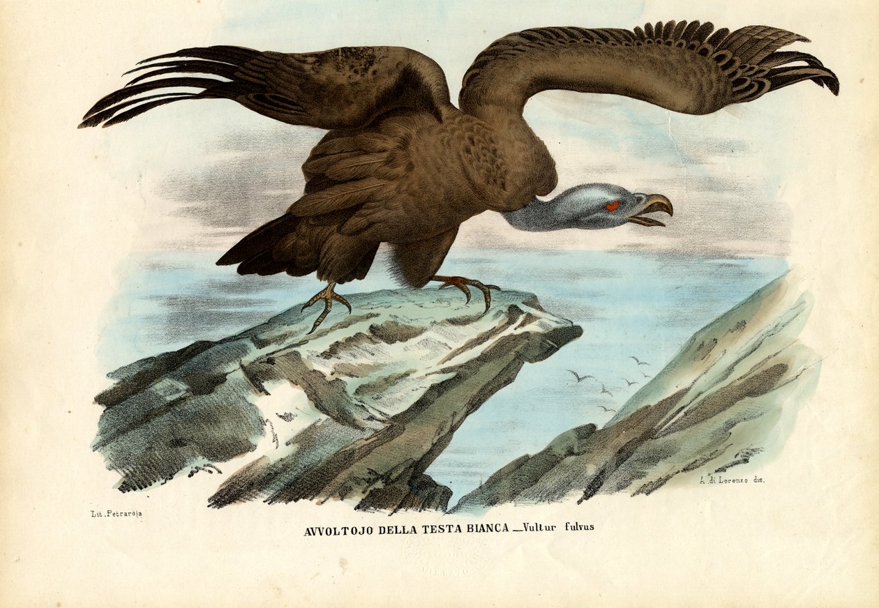 Gänsegeier, 1863-79 von Raimundo Petraroja
