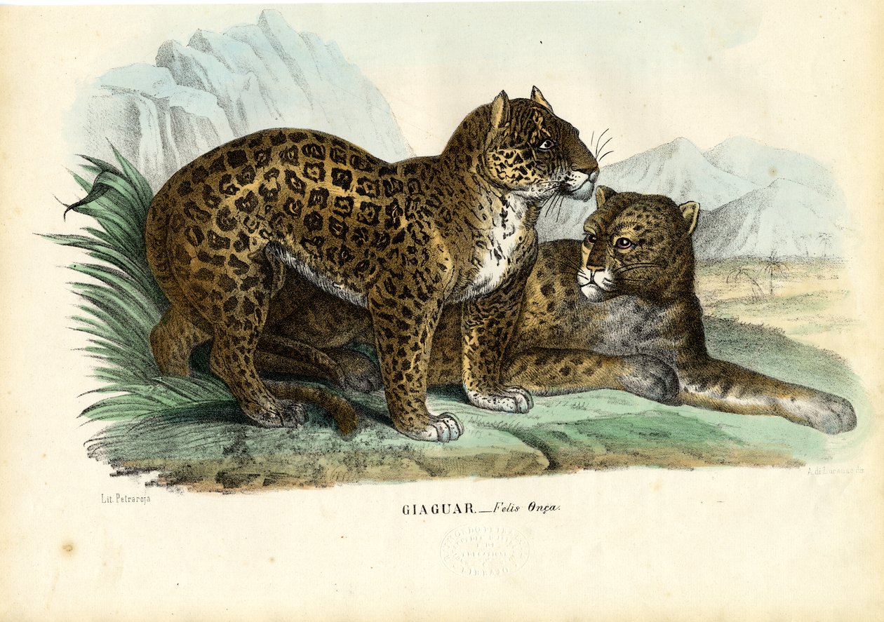 Jaguar, 1863-79 von Raimundo Petraroja