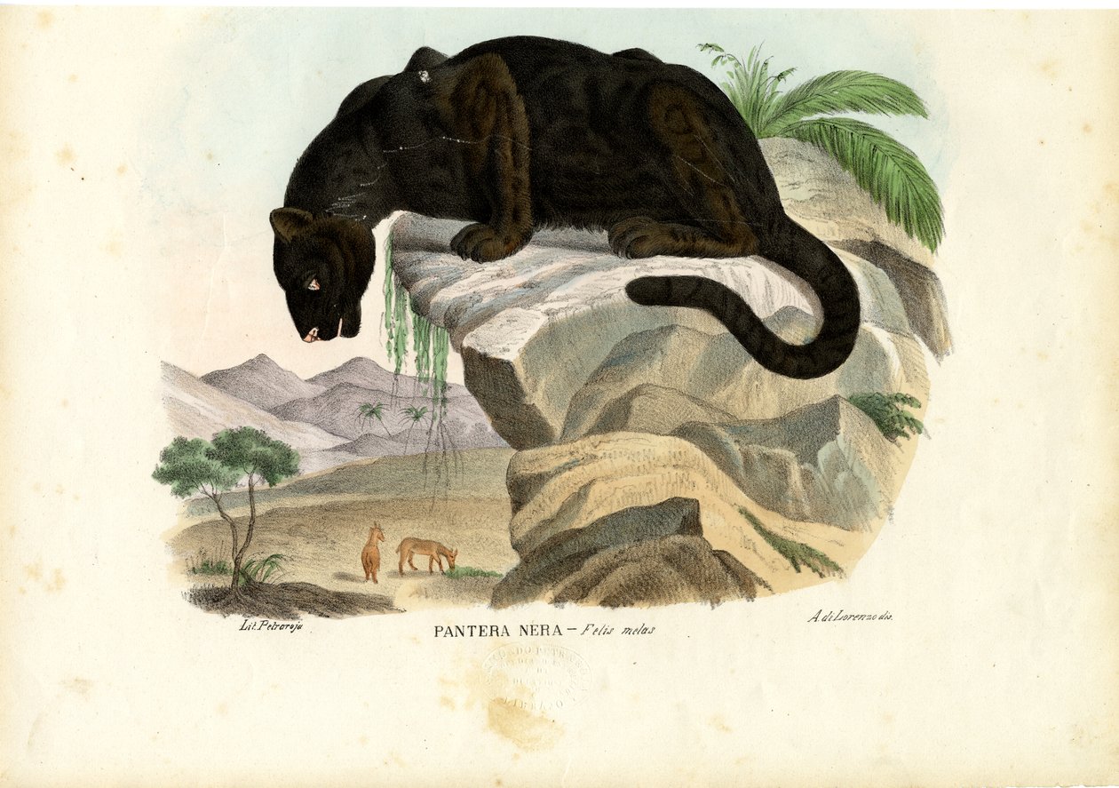Javanischer Leopard, 1863-79 von Raimundo Petraroja