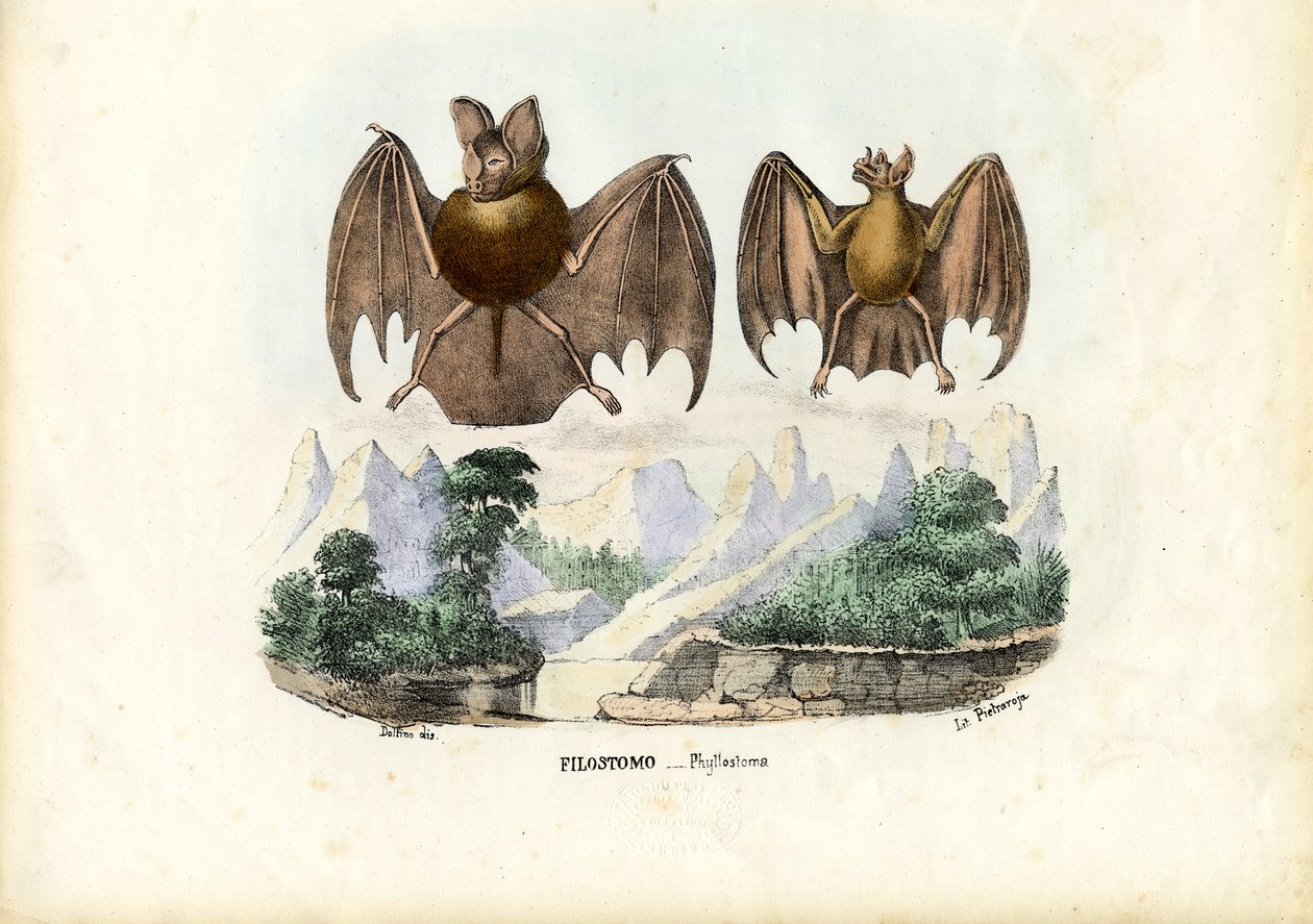 Blattnasenfledermäuse, 1863-79 von Raimundo Petraroja