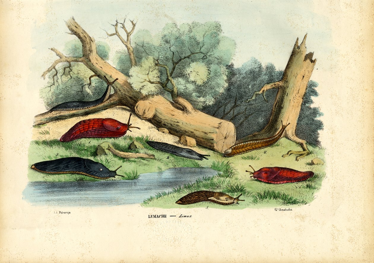 Limax-Schnecke, 1863-79 von Raimundo Petraroja